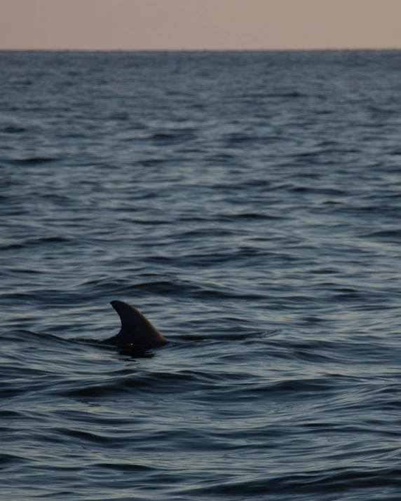 a large white shark swimming in a ocean