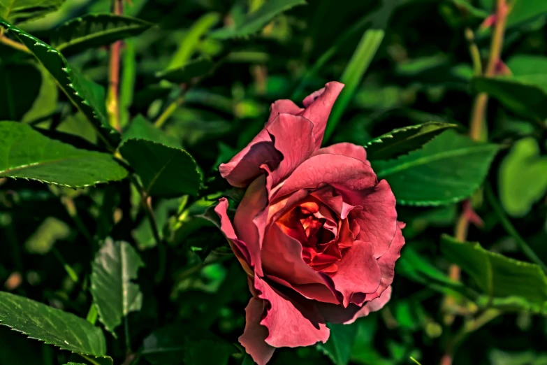 a close up of a pink flower with leaves