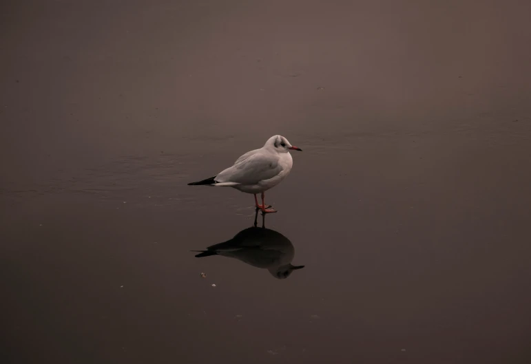 a seagull is standing on a reflective surface