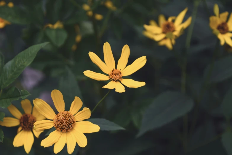 a large group of yellow flowers in the woods