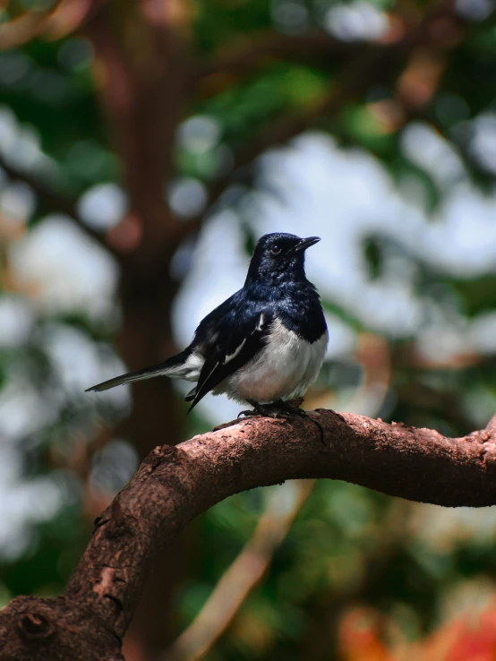 the bird is sitting on the nch of the tree