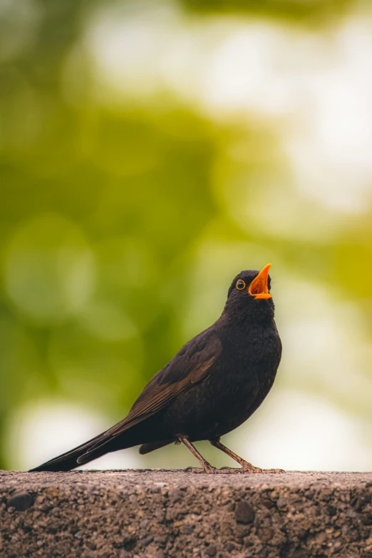 a small bird with its mouth open while perched on top of a wooden