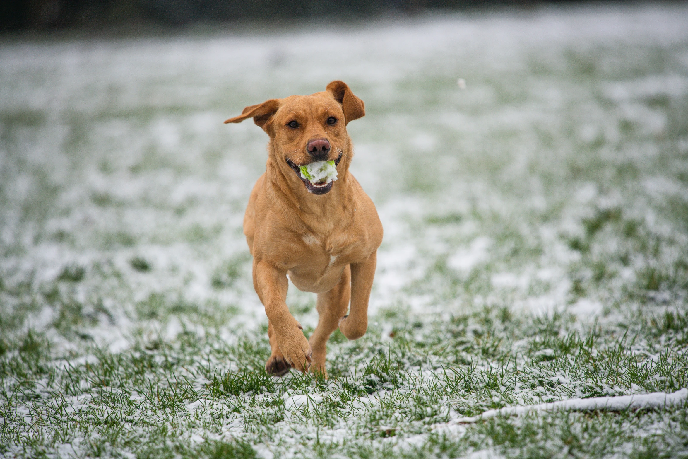 a dog running in the snow, holding a tennis ball in its mouth