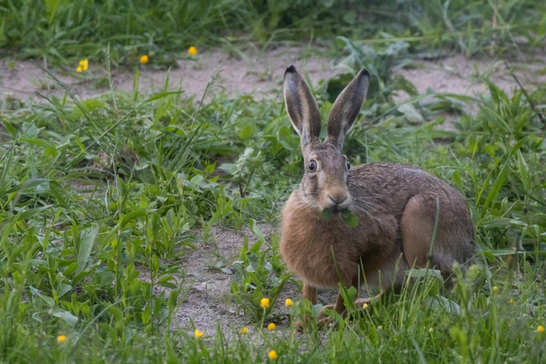 a brown rabbit sitting in grass and flowers