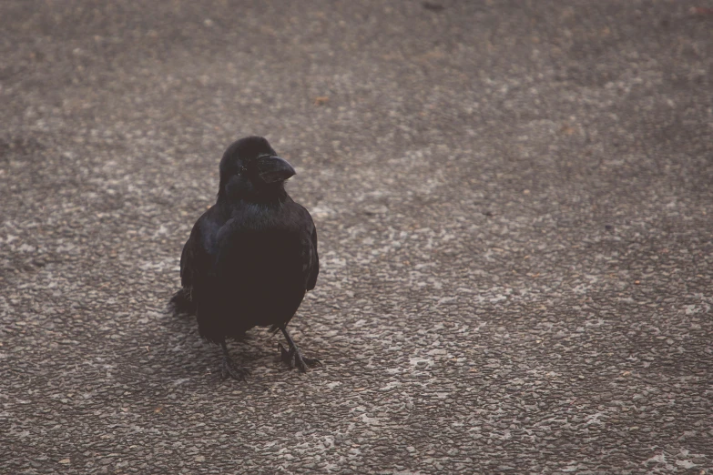 a black bird standing on the ground with its head to the side