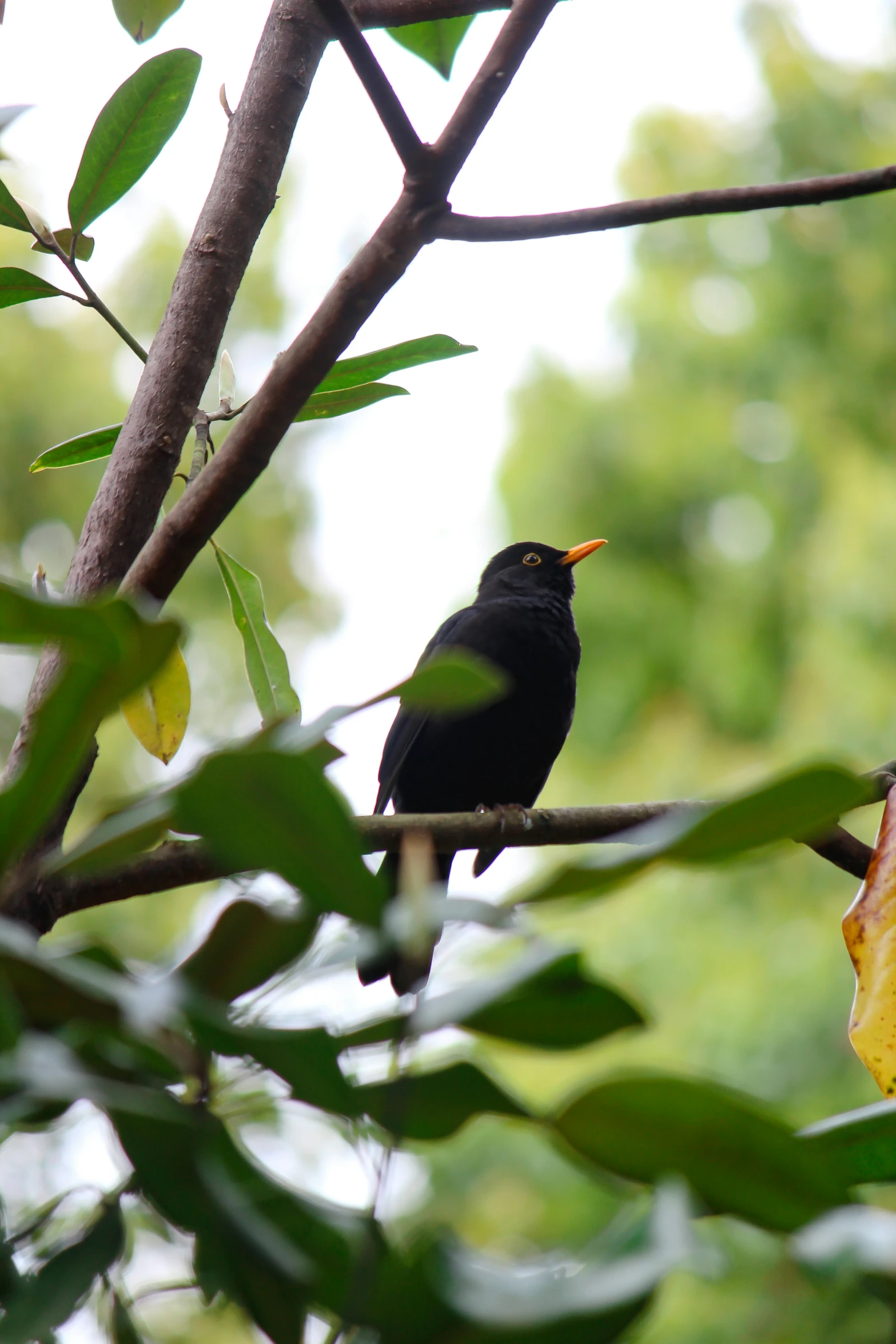 black bird with yellow beak perched on nch