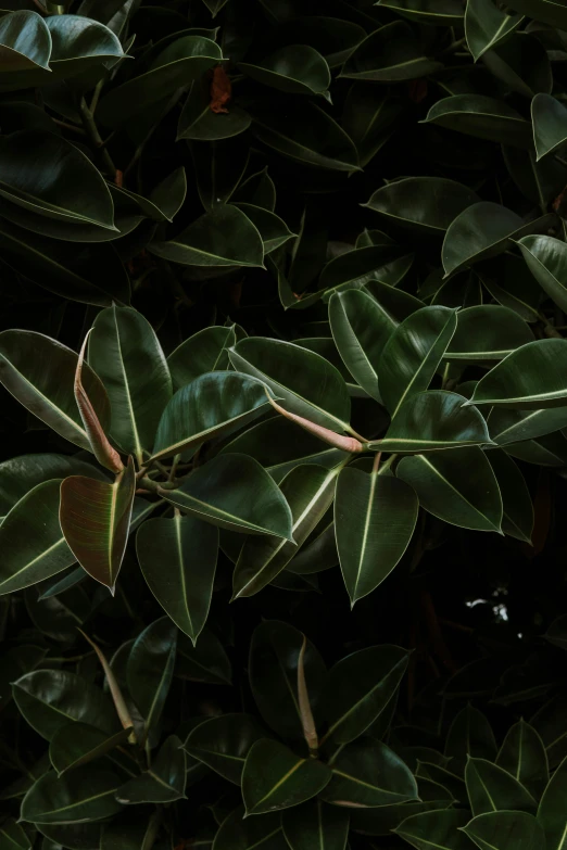 a leafy green bush with many nches