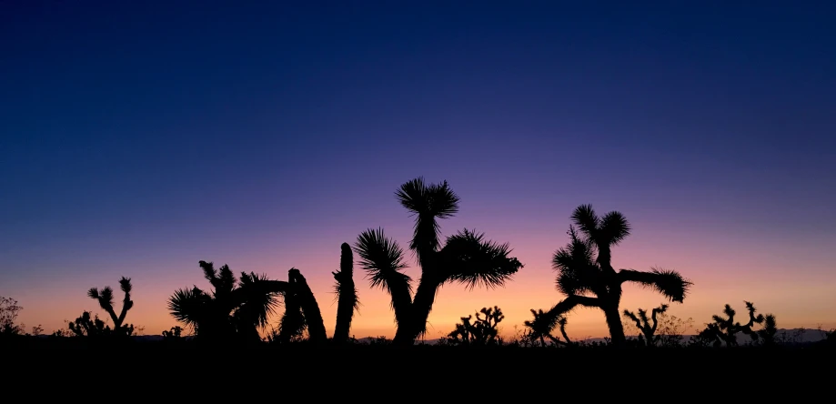 silhouettes of cactus plants in front of a dark, dusk sky