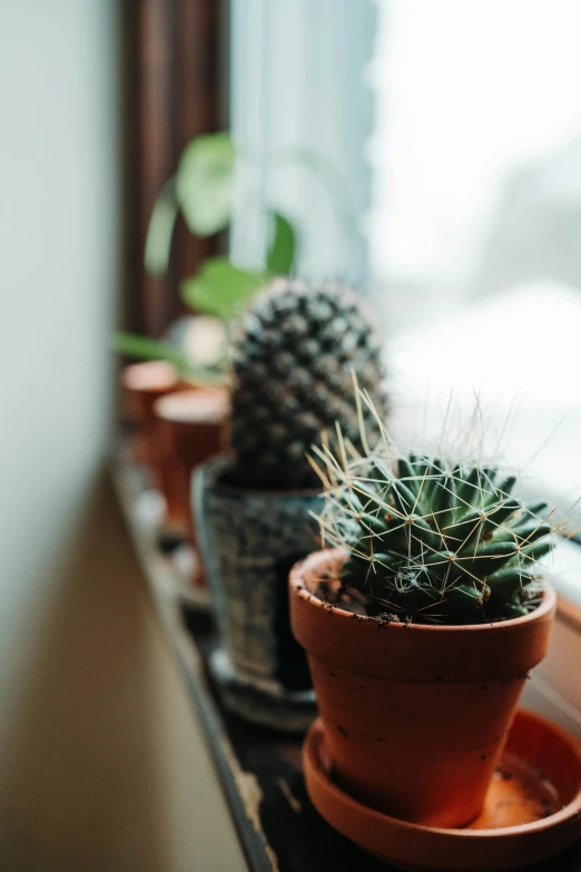 three small plants sit in clay pots on a windowsill