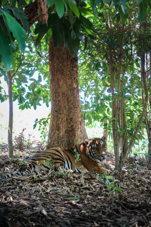 a large tiger is sitting in the forest by itself