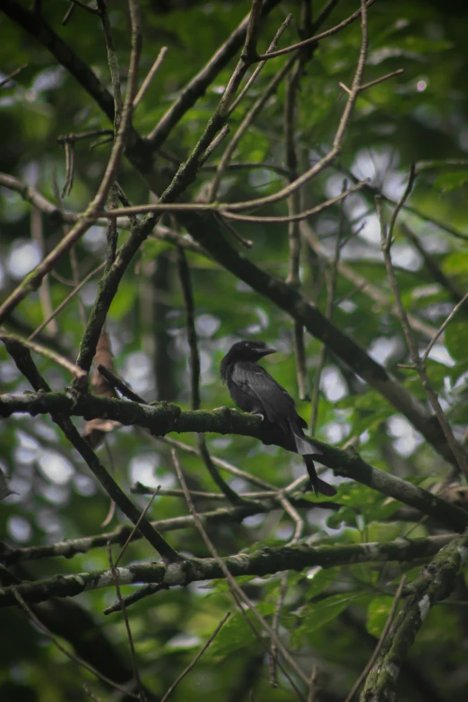 a bird sits on a nch looking over its shoulder