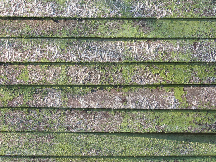 the roof of an old building has very different moss growing on it