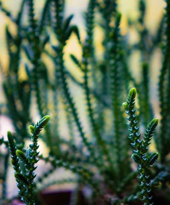 several different plant life, including some large leaves