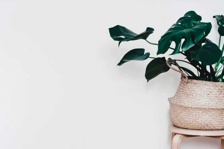 a white wall with a green plant in a basket