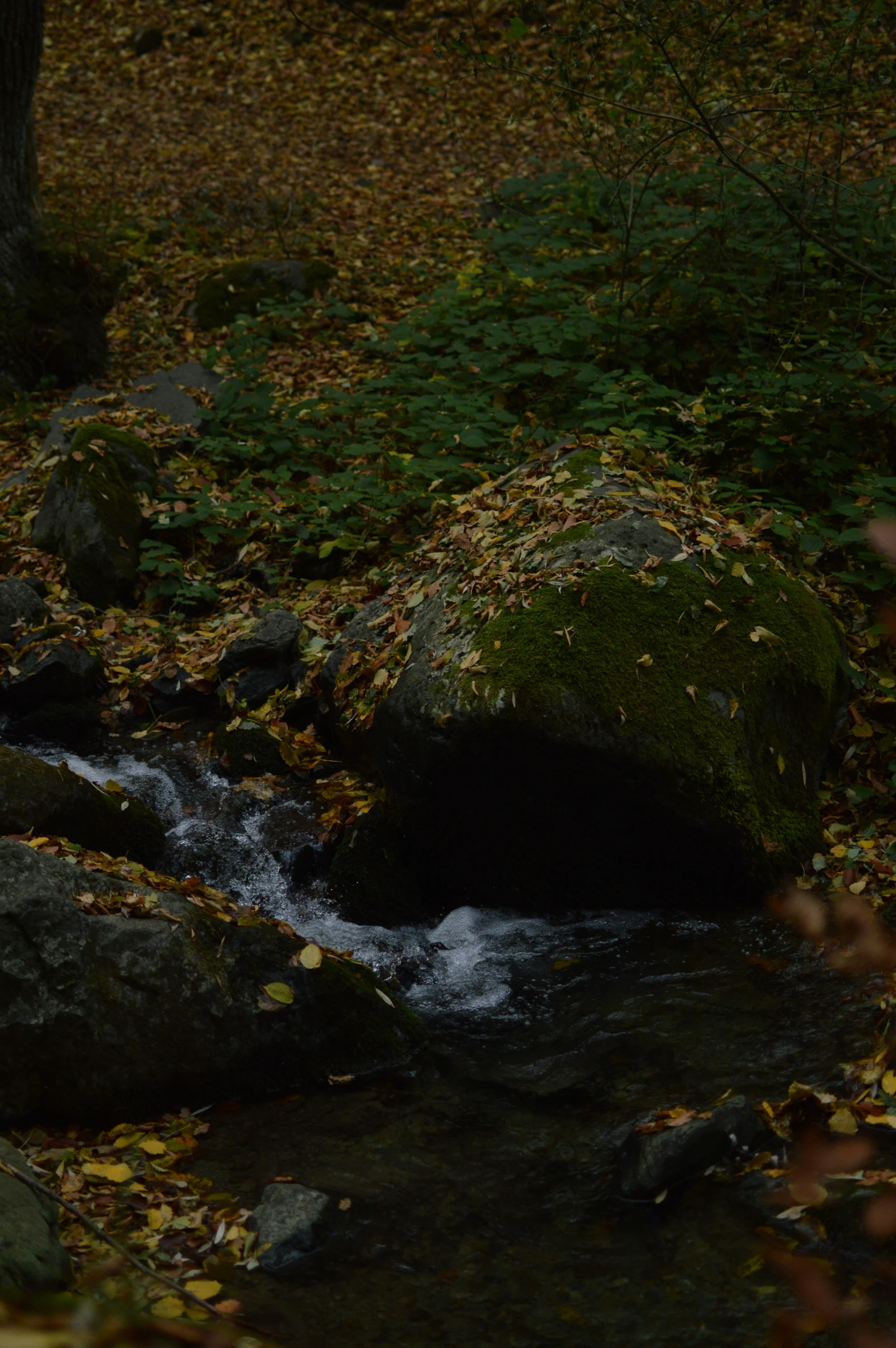 a stream flows between two trees in the fall