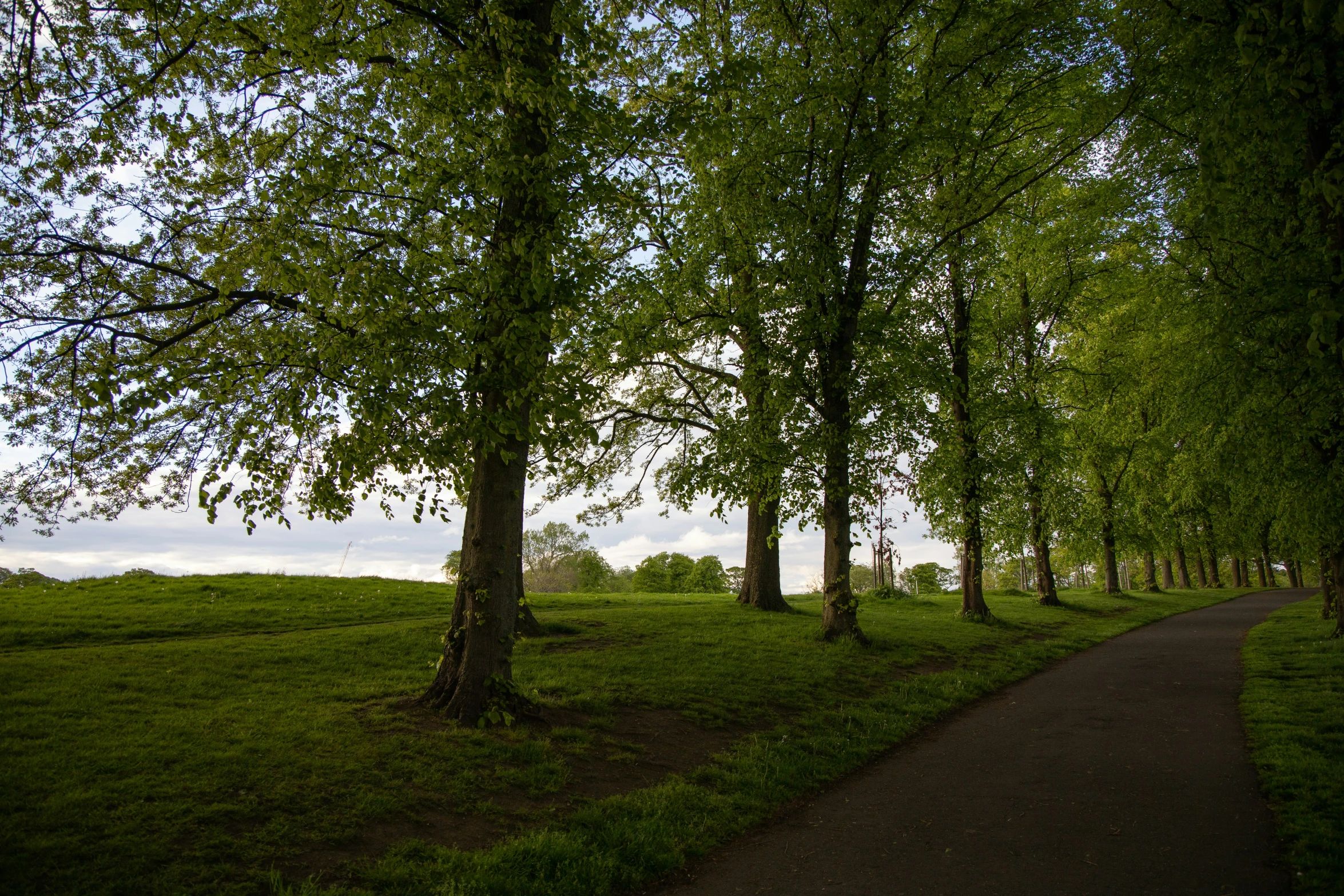 a green park with lots of trees near a road