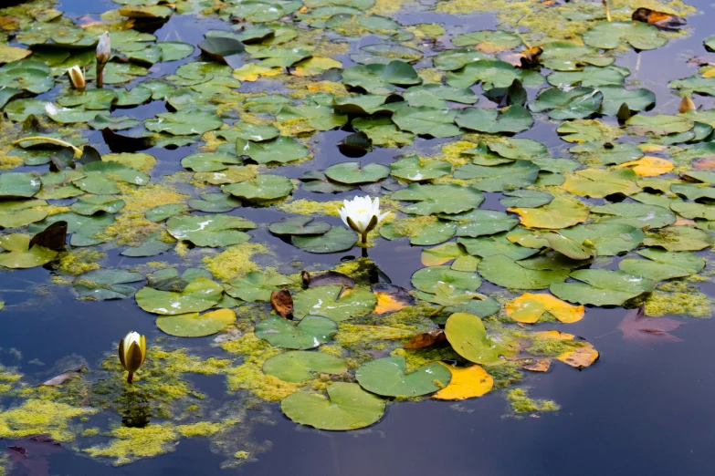 lily pads in the water with some very large green leaves