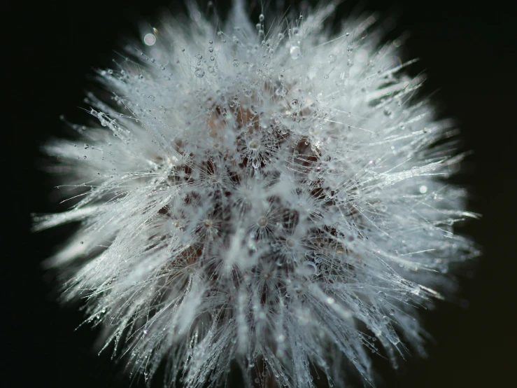 a picture of a dandelion taken with a lens