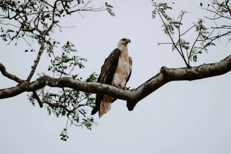 the bird is perched on a tree nch