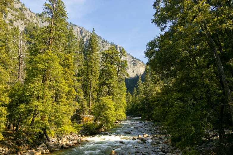 a river is running through the wilderness in a forest