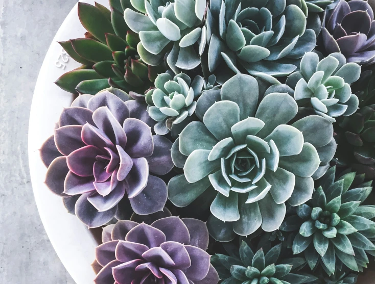 several succulents of different colors on a plate