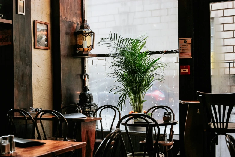 the dining room is empty of people, and has a tall potted plant