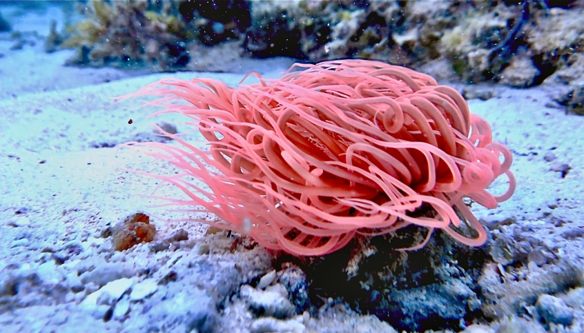 an orange sea anemone among algae and sand