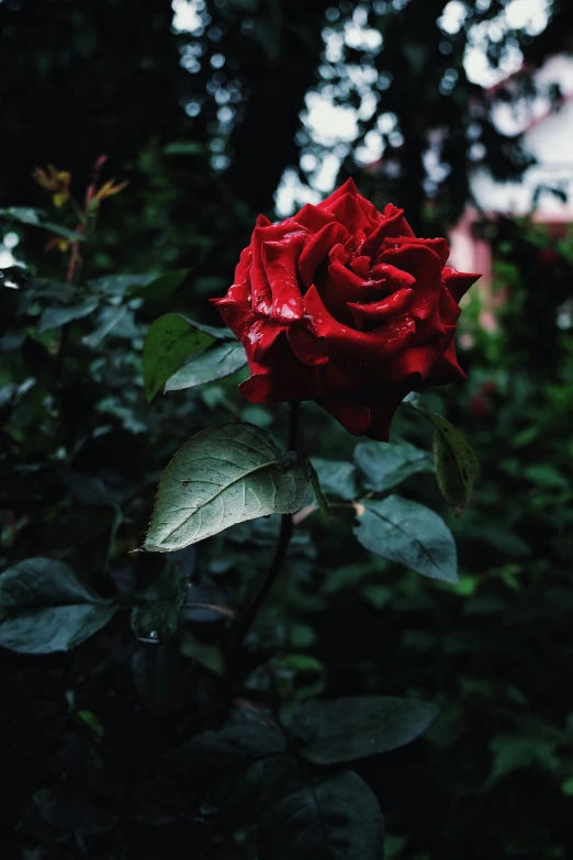 the rose is blooming in front of many trees