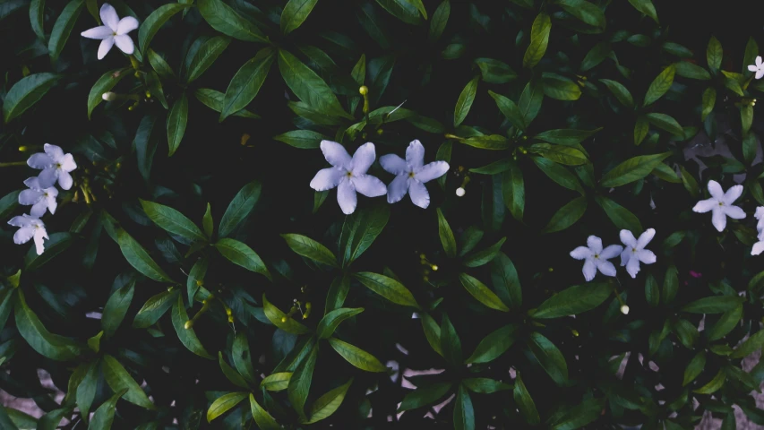 a couple of white flowers that are in the dirt