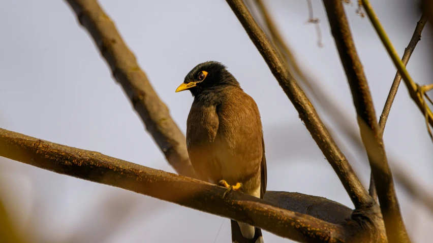 a bird is perched in a tree nch