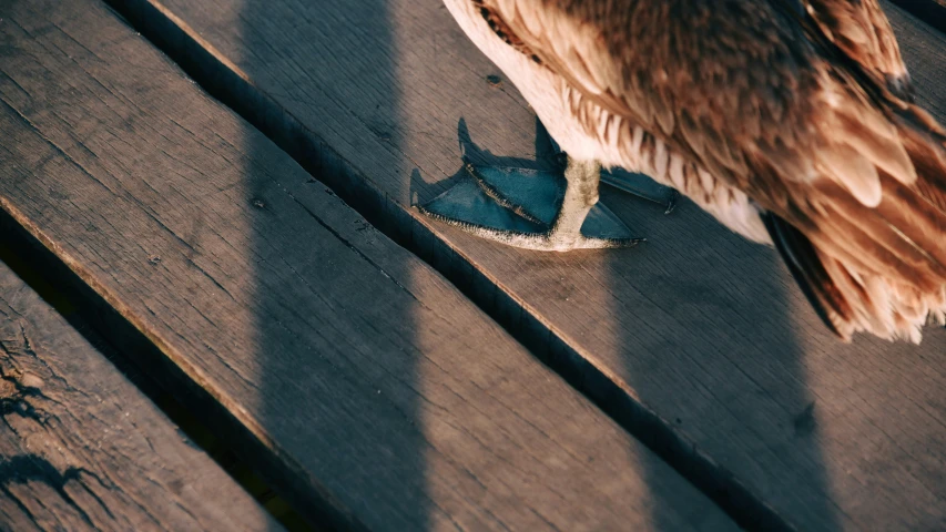 a bird sitting on a wood bench while next to it's foot