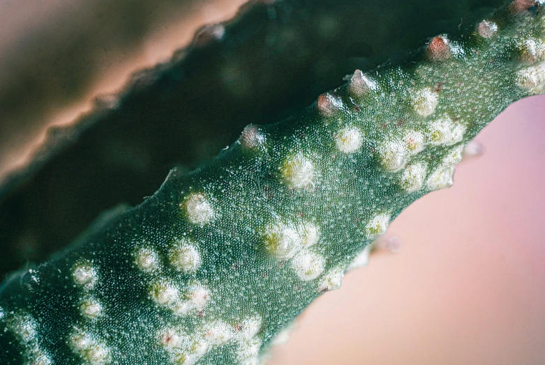 some small plants and water droplets on the surface