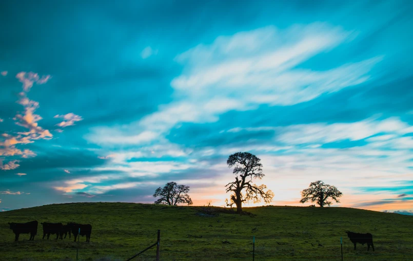 cows are grazing on the grassy hill at sunset