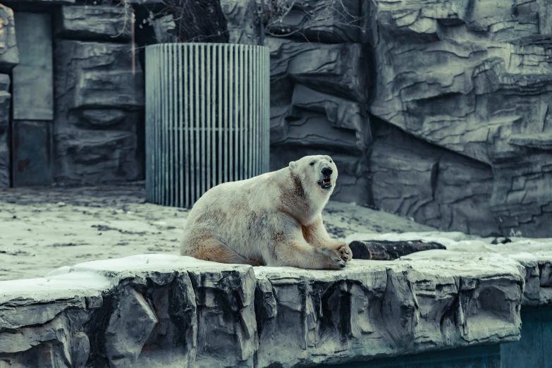 the polar bear is relaxing on the edge of his enclosure