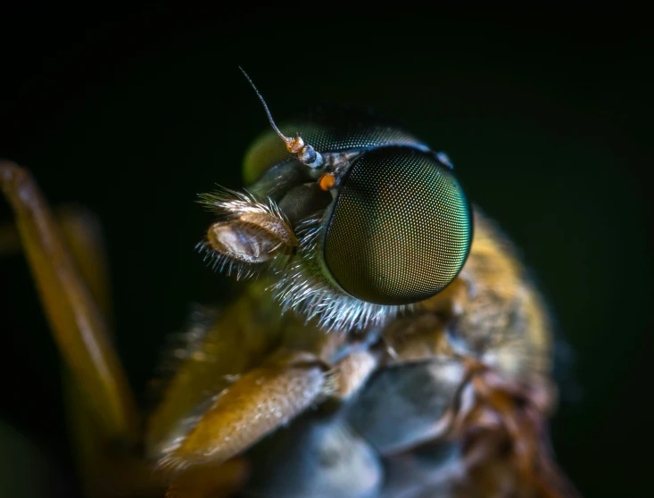 the close up view of the face and wing of a fly