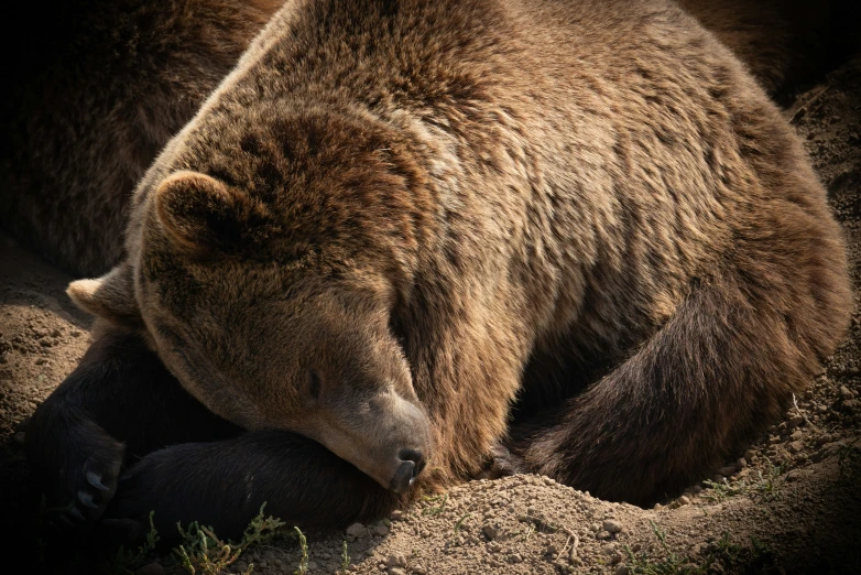 a large brown bear laying on top of a sandy ground