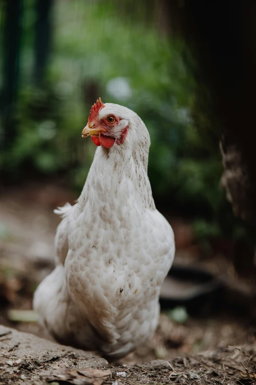 the chicken is white with a red face and yellow beak