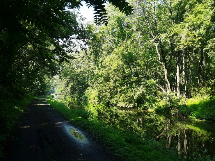 a road runs between trees and small streams