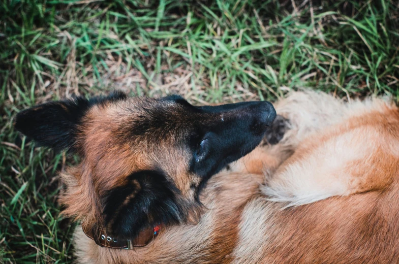 a brown and black dog with its head on the ground