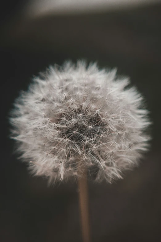 a dandelion seeds from the side blowing in wind