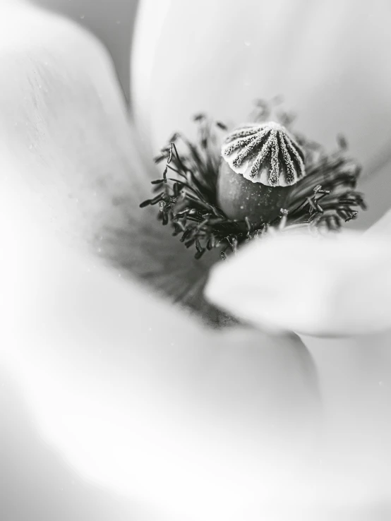 black and white pograph of an inside of a flower