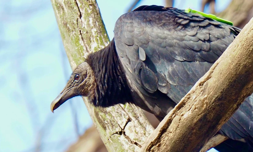 a black bird is on a tree limb with a blue sky behind it