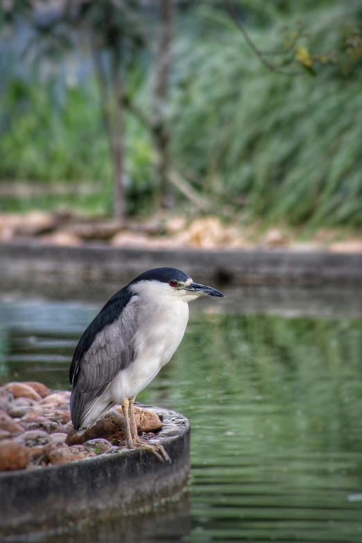 a bird sitting on a rock looking around