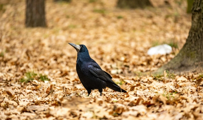 the bird is sitting in a leaf covered area