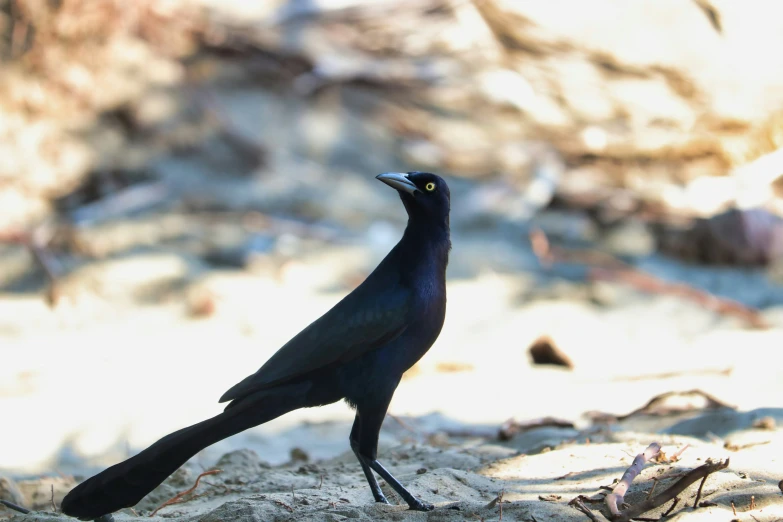 a black bird standing next to a dead tree