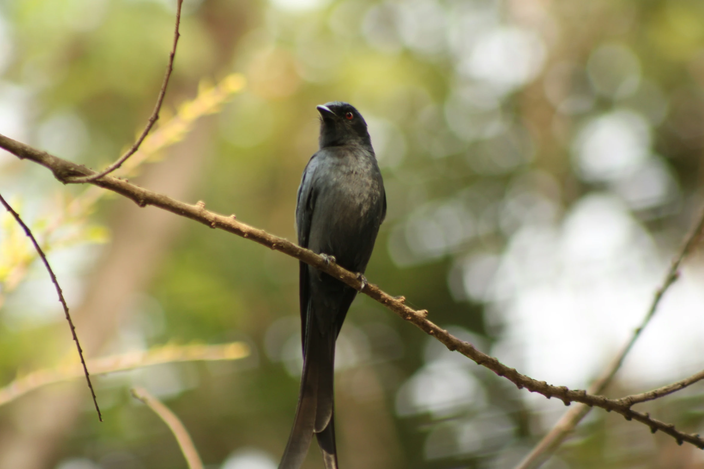 a black bird sits on a nch with trees in the background