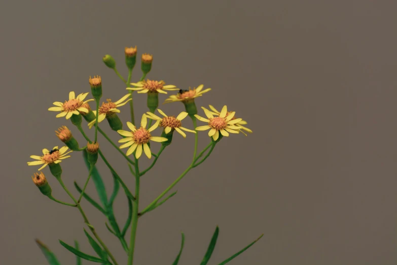 a large yellow plant with lots of flowers in it