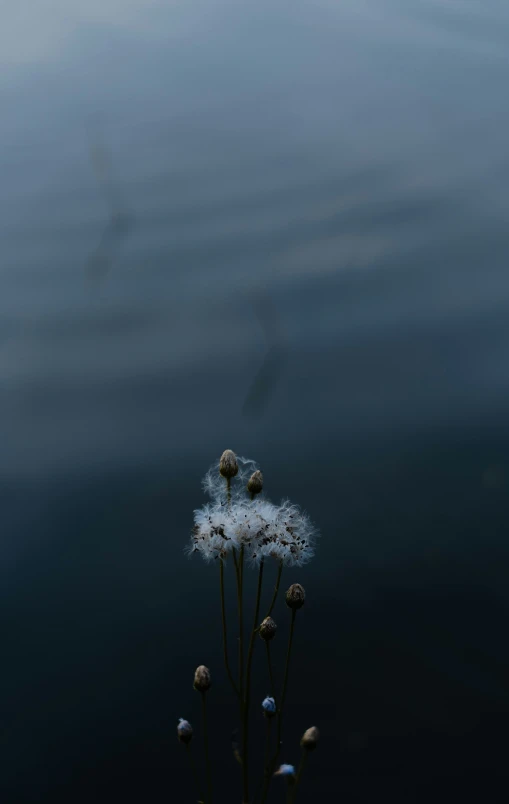 a group of wild flowers floating in water with long stems