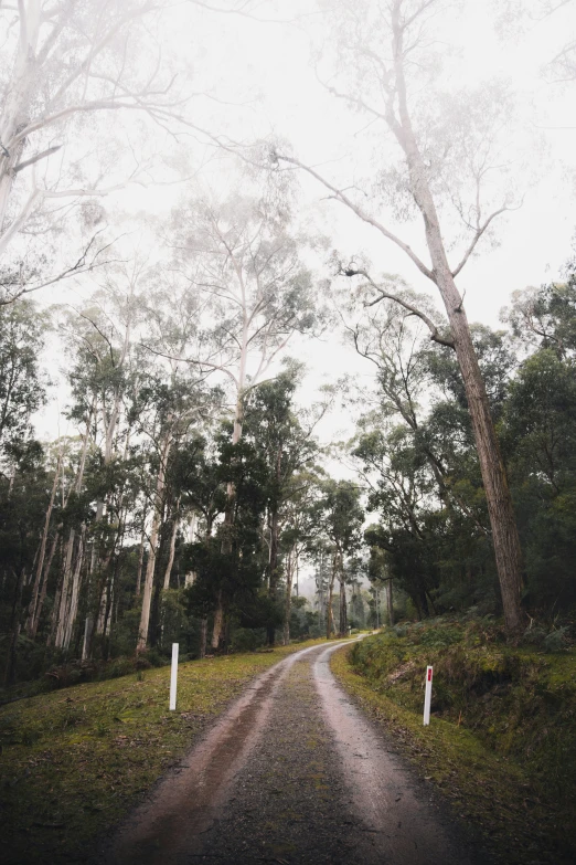 a dirt road in a wooded area lined with trees