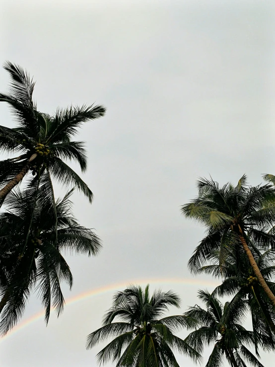 rainbow over a cluster of trees with sky